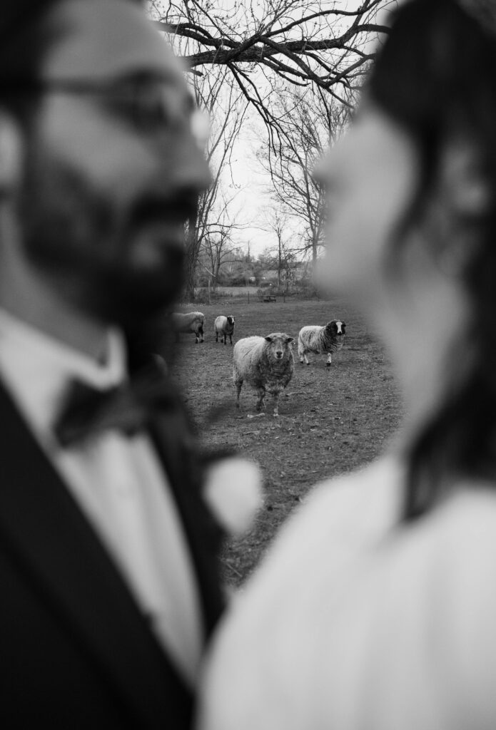 bride and groom silhouette with sheep in background at woolverton inn