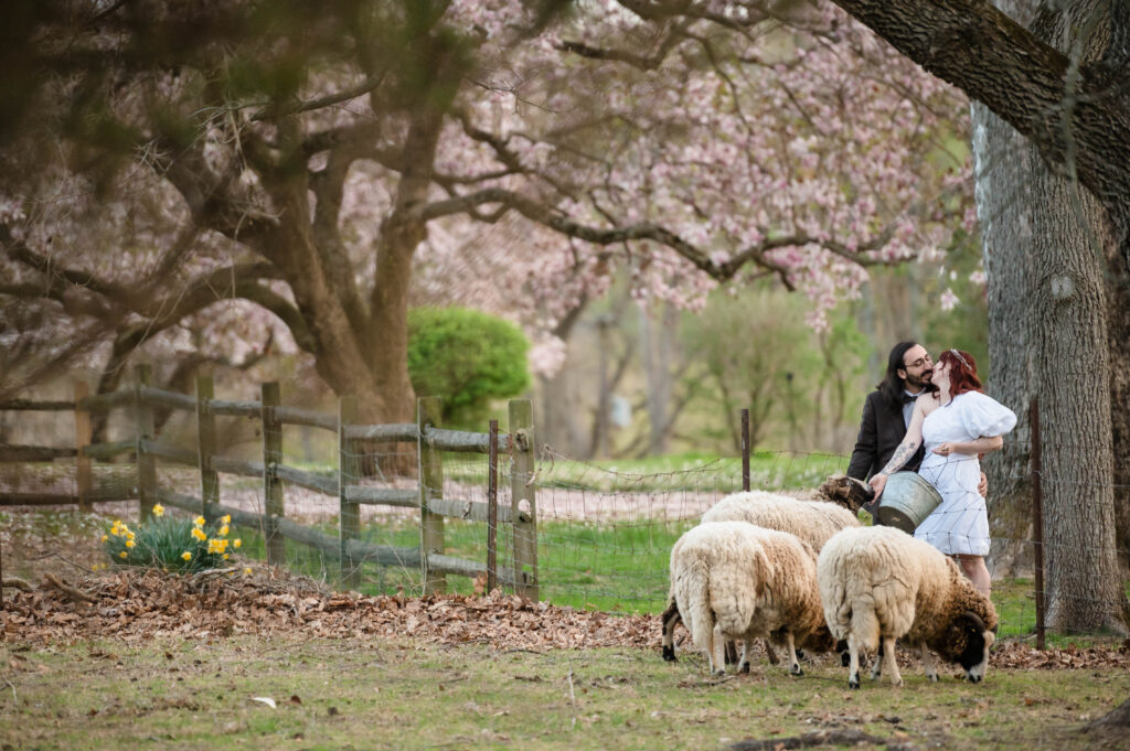 bride and groom kissing in front of flock of sheep at woolverton inn
